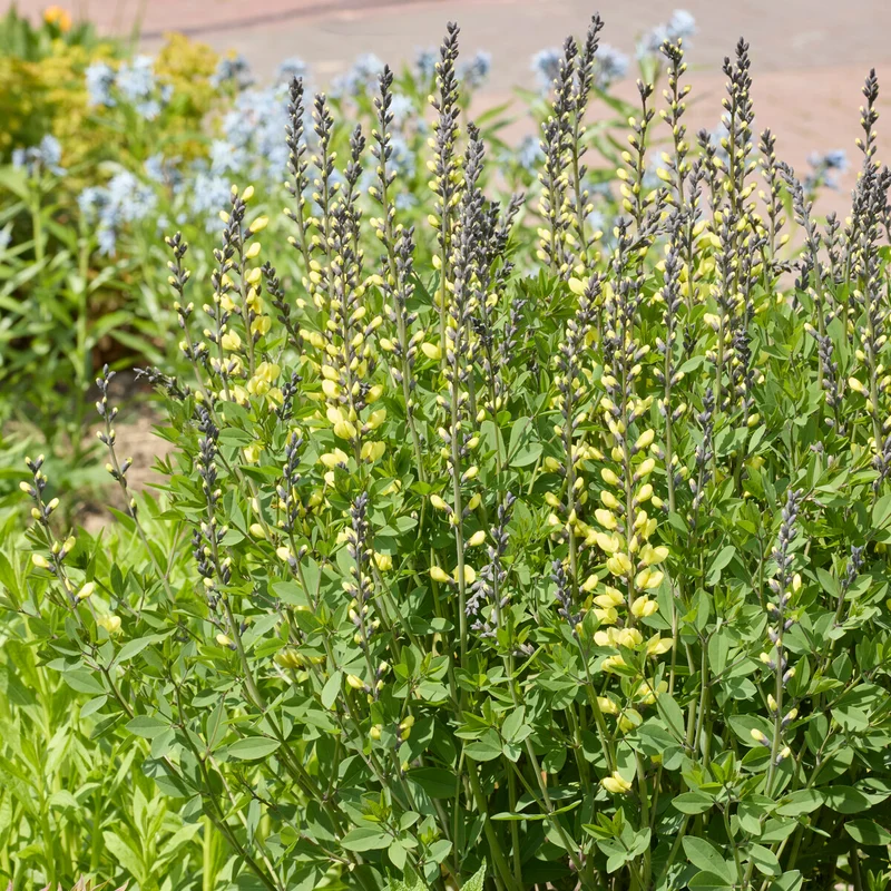 Lupin indigo Vanilla Cream