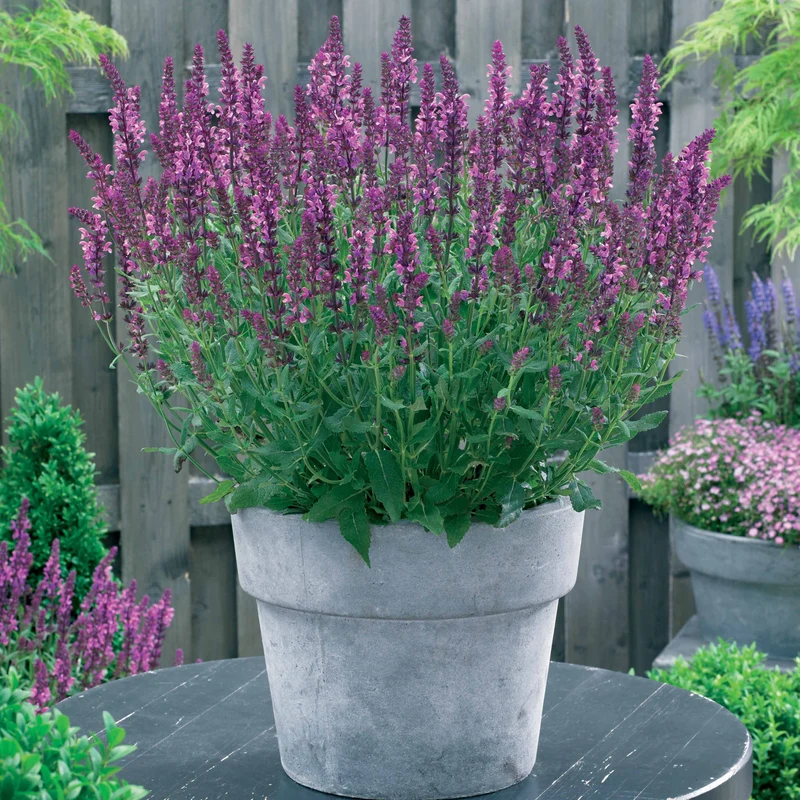 Collection de 12 plantes vivaces pour jardin coloré