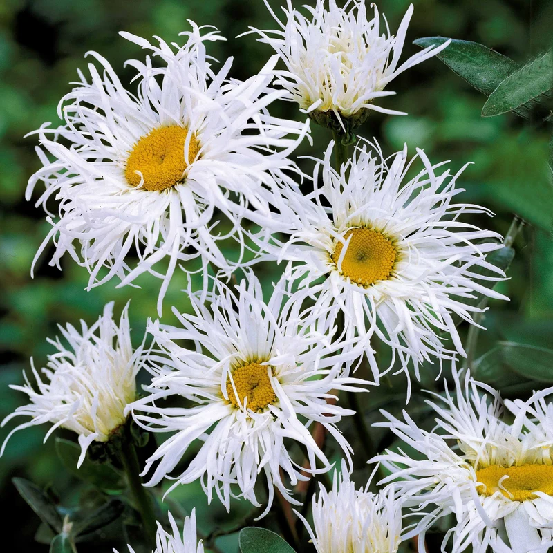 Collection de 12 plantes vivaces pour jardin coloré