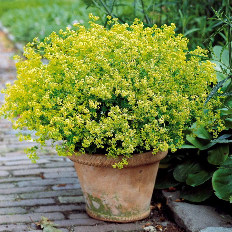 Collection de 12 plantes vivaces pour jardin coloré
