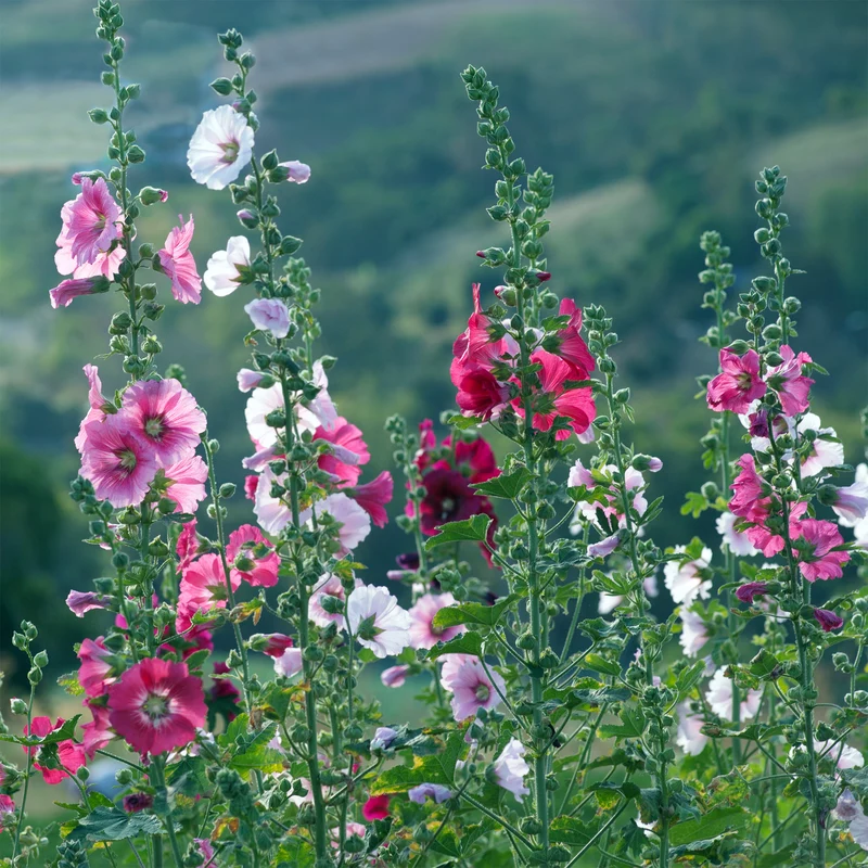 Rose trémière Simplex