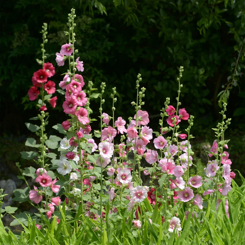 Rose trémière Simplex