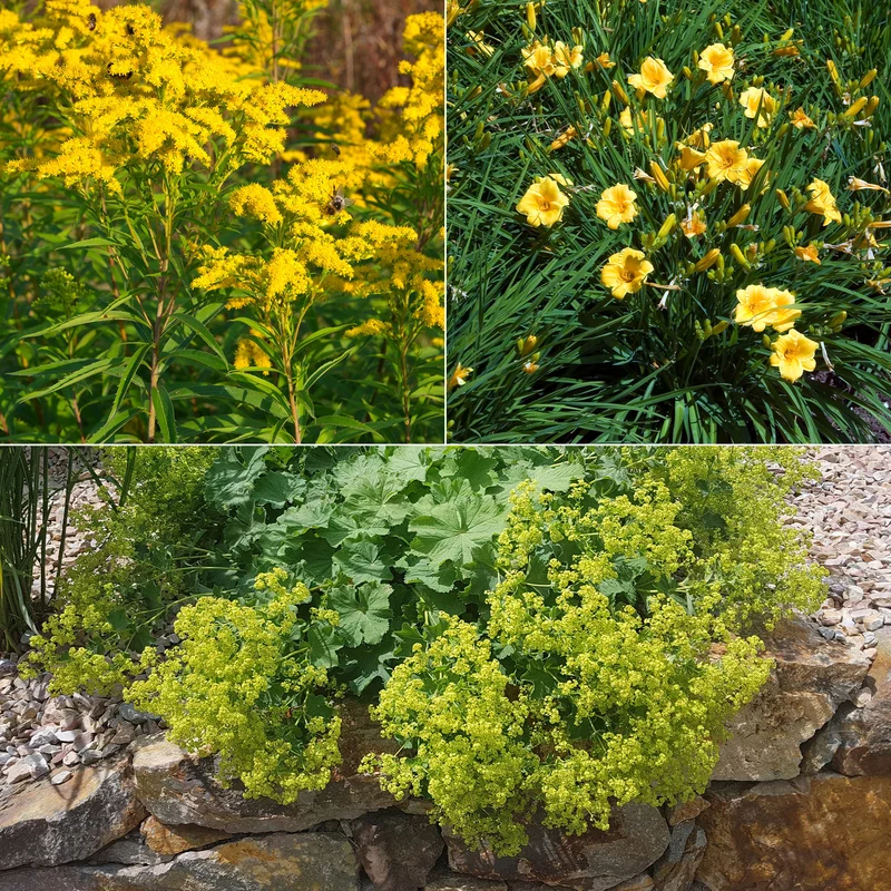 Collection de 11 plantes vivaces à floraison jaune