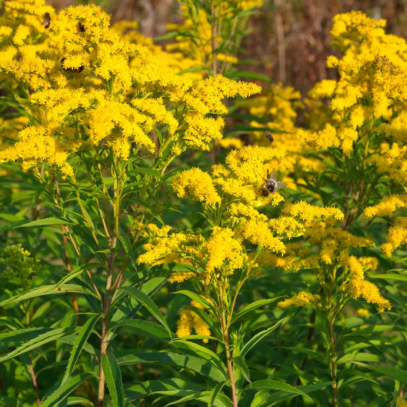Collection de 11 plantes vivaces à floraison jaune