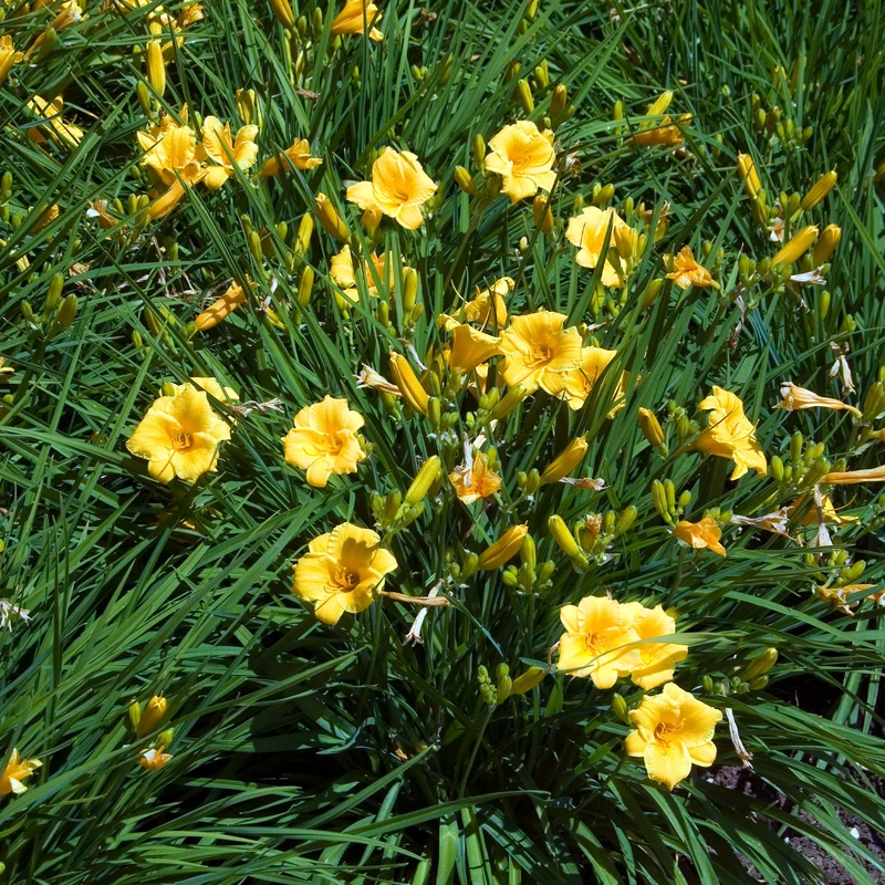 Collection de 11 plantes vivaces à floraison jaune