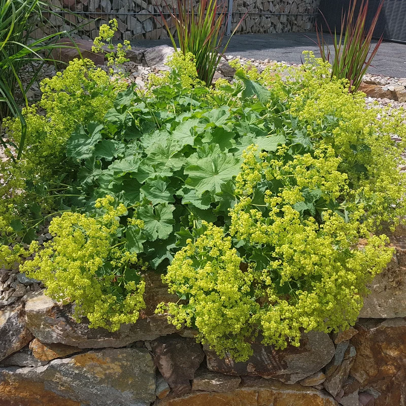 Collection de 11 plantes vivaces à floraison jaune