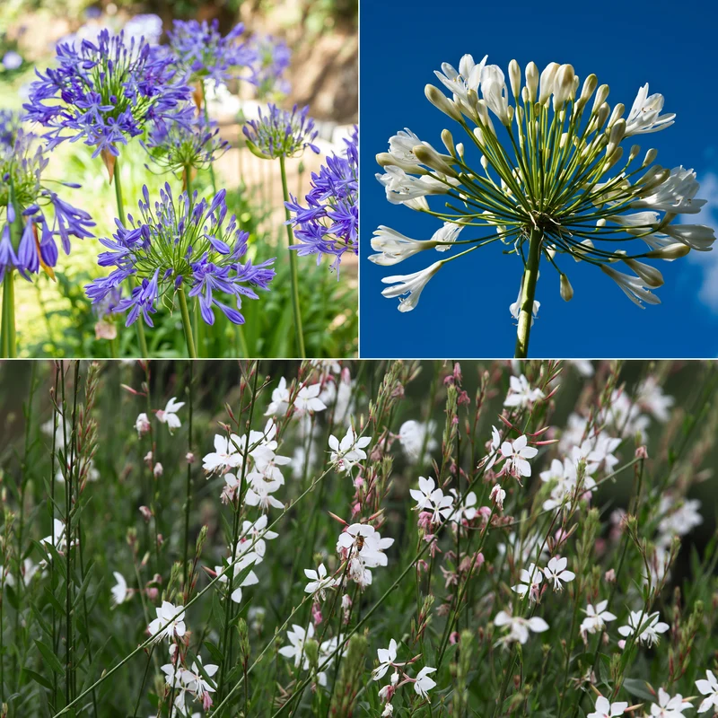 Collection de 7 plantes vivaces pour jardins et pots