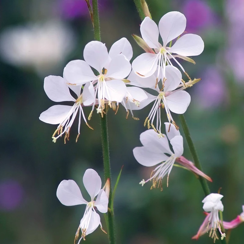 Collection de 7 plantes vivaces pour jardins et pots