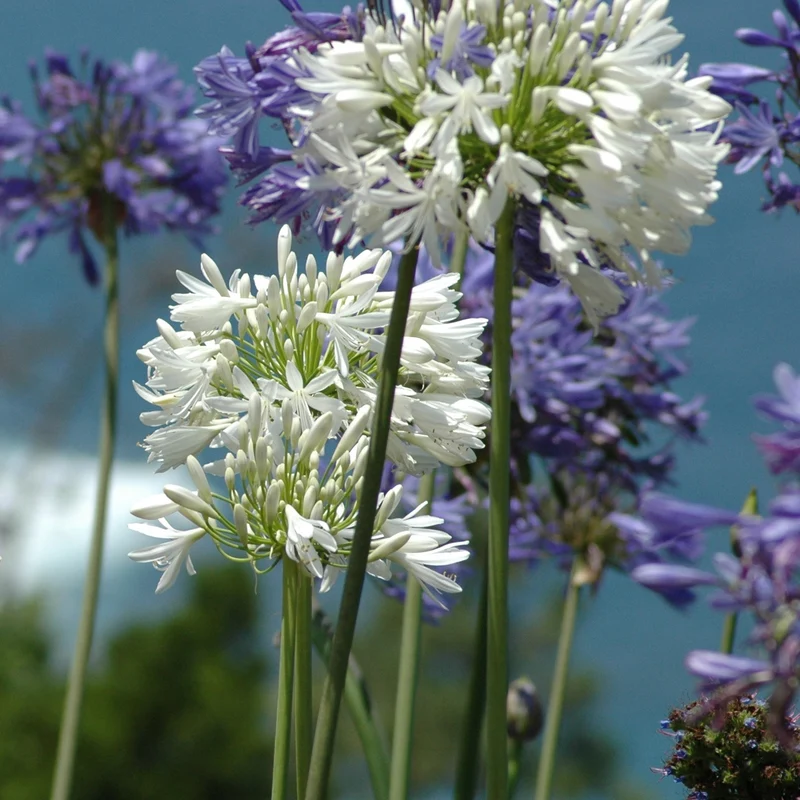 Collection de 7 plantes vivaces pour jardins et pots