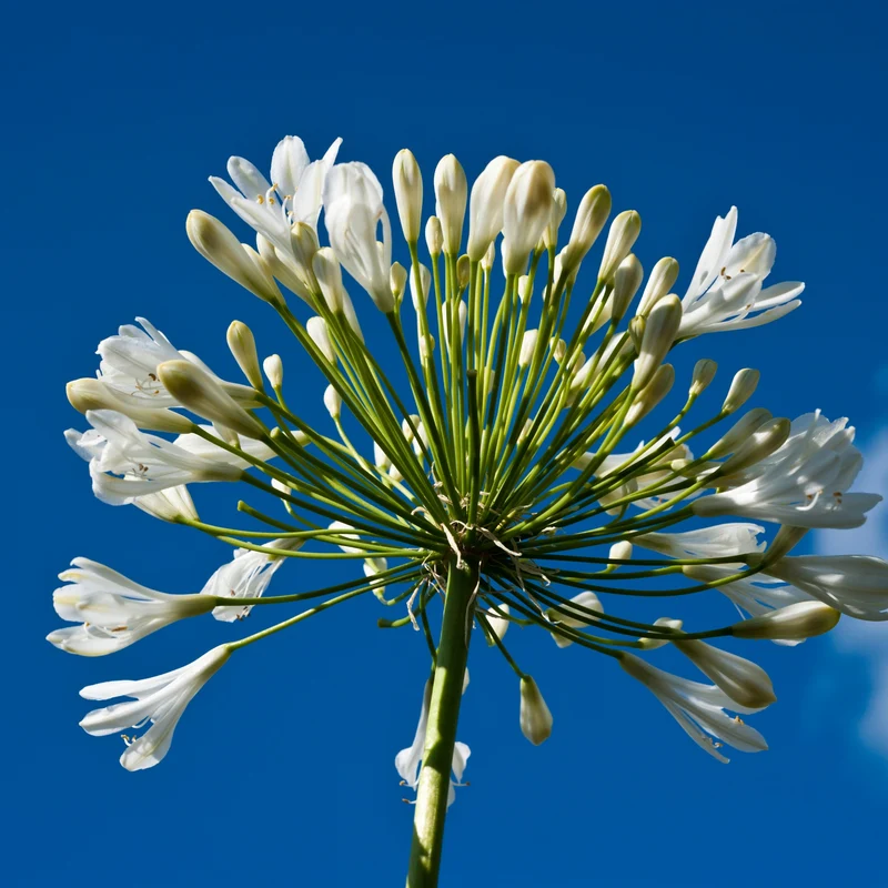 Collection de 7 plantes vivaces pour jardins et pots