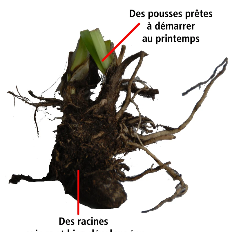 Collection de 7 plantes vivaces pour jardins et pots