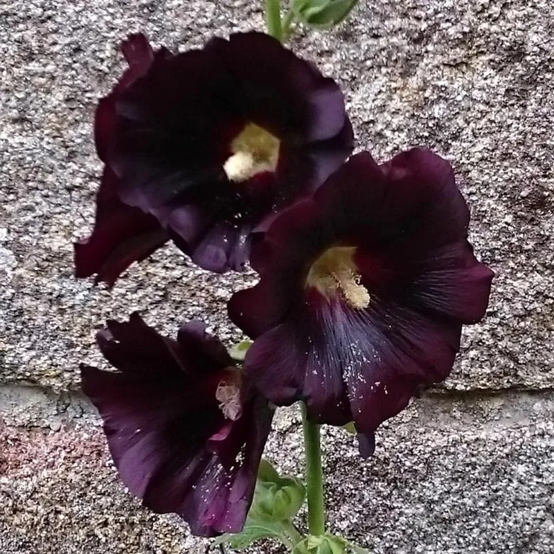 Rose trémière noire