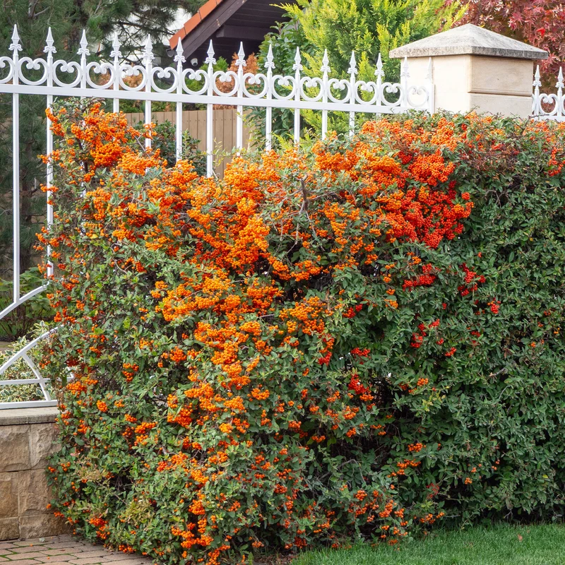 Buisson ardent Saphyr® Orange Cadange - Pyracantha