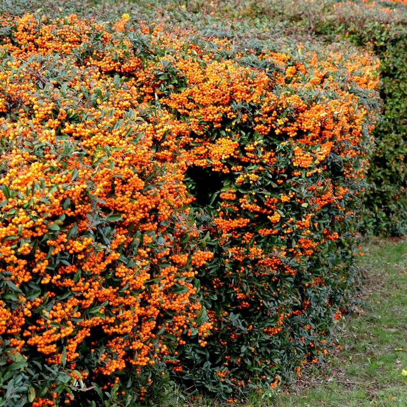 Buisson ardent Saphyr® Orange Cadange - Pyracantha