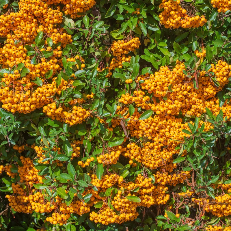 Buisson ardent Saphyr® Orange Cadange - Pyracantha