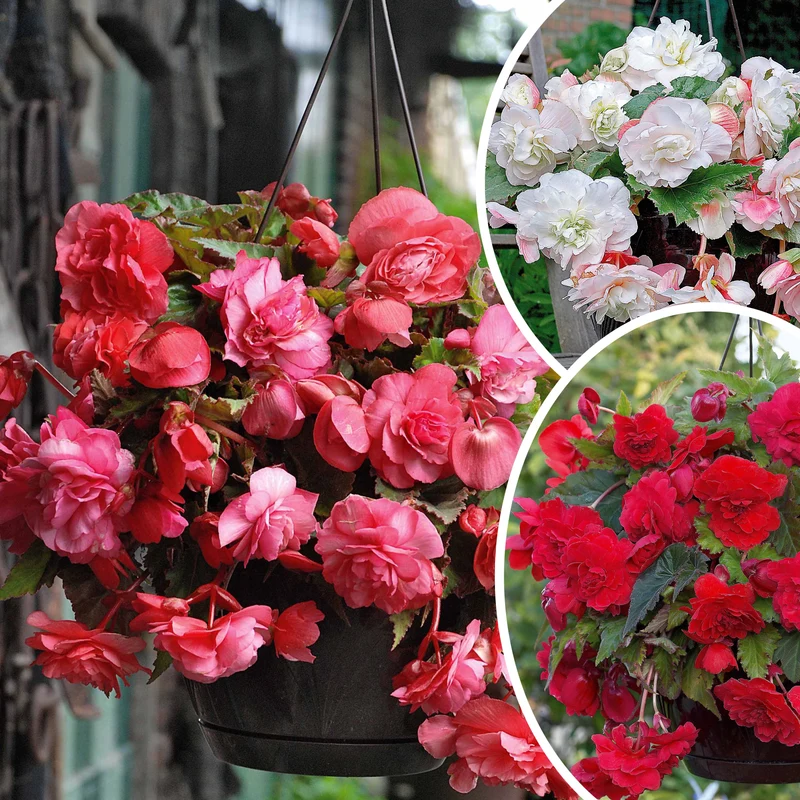 9 Bégonias parfumées en mélange