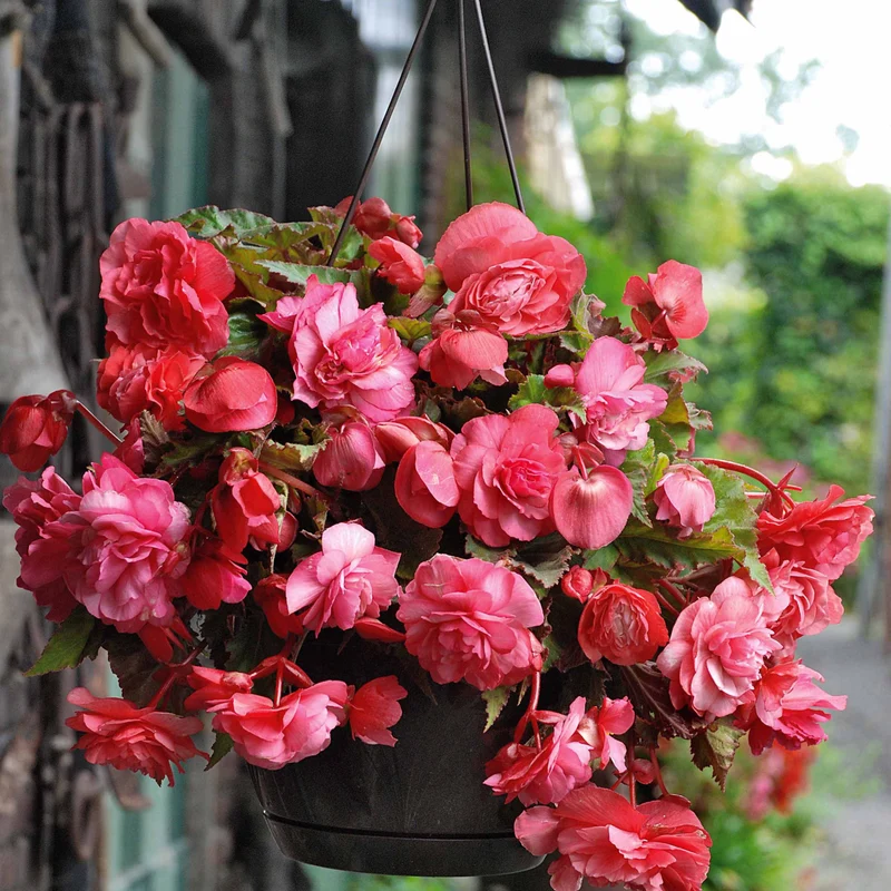 9 Bégonias parfumées en mélange
