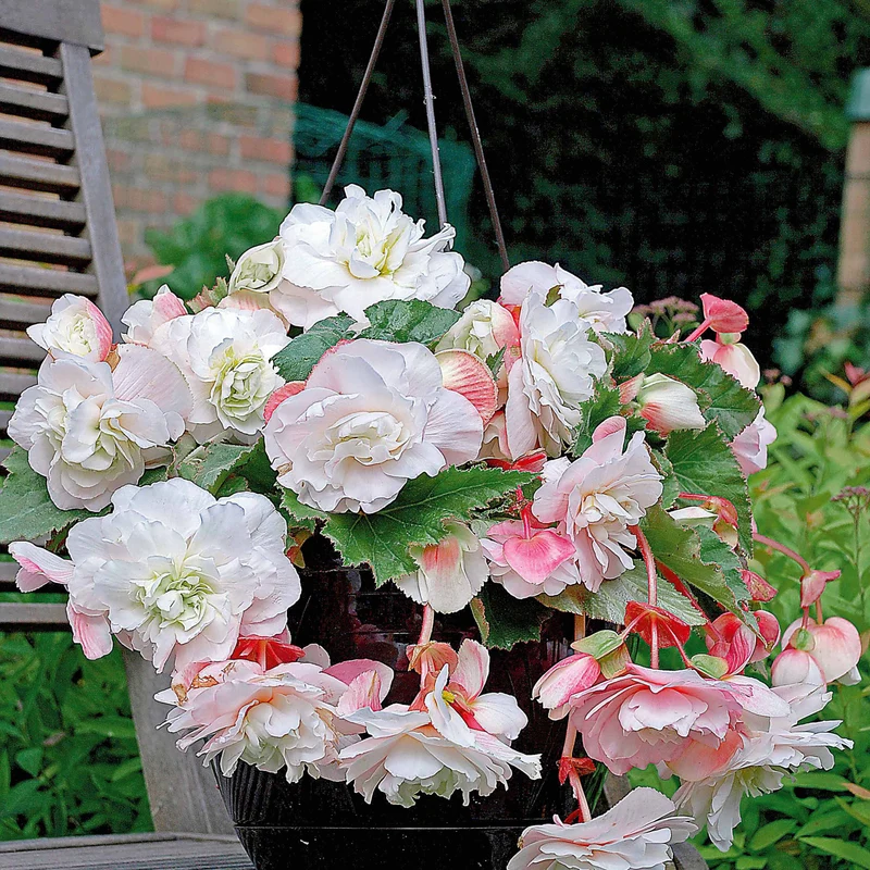 9 Bégonias parfumées en mélange