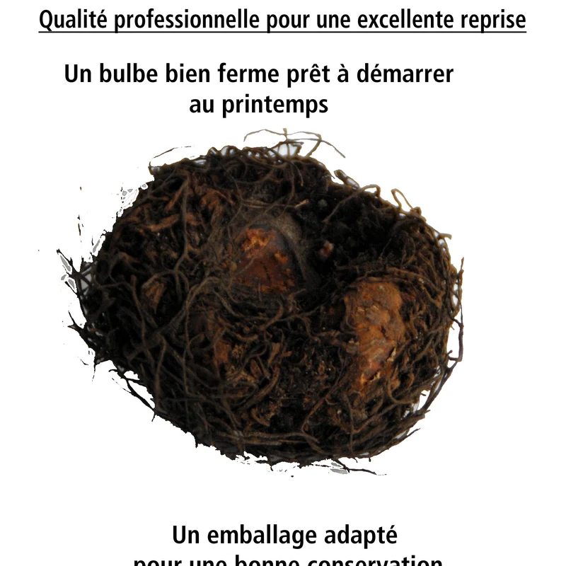 9 Bégonias parfumées en mélange
