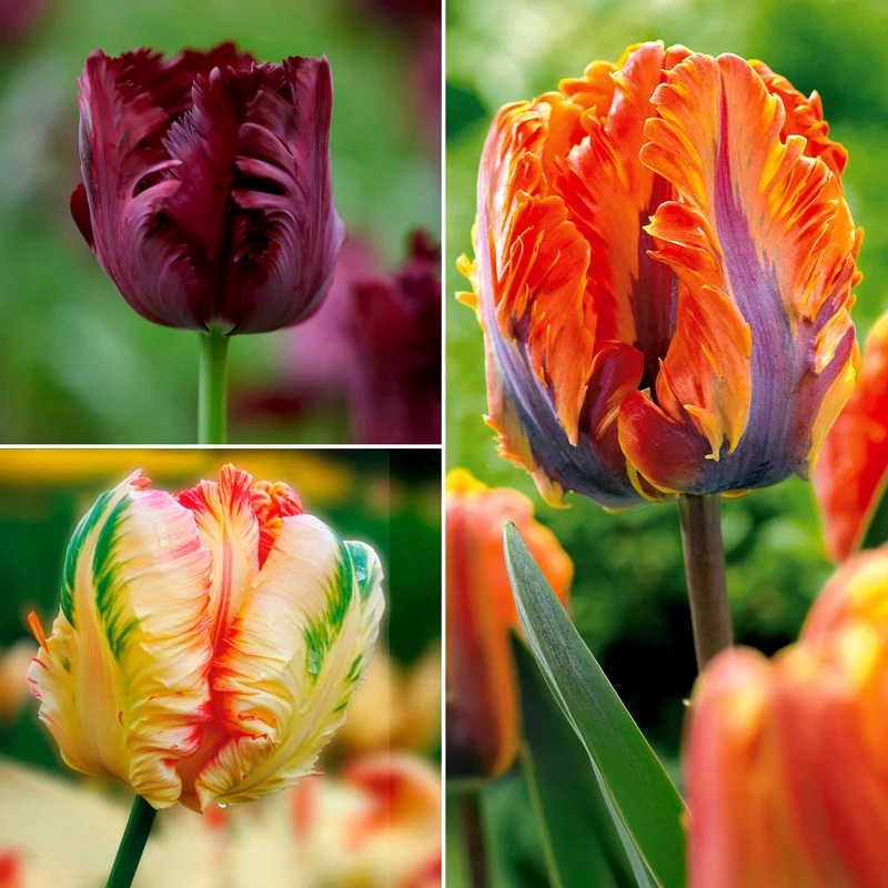 Collection de 24 Tulipes perroquet