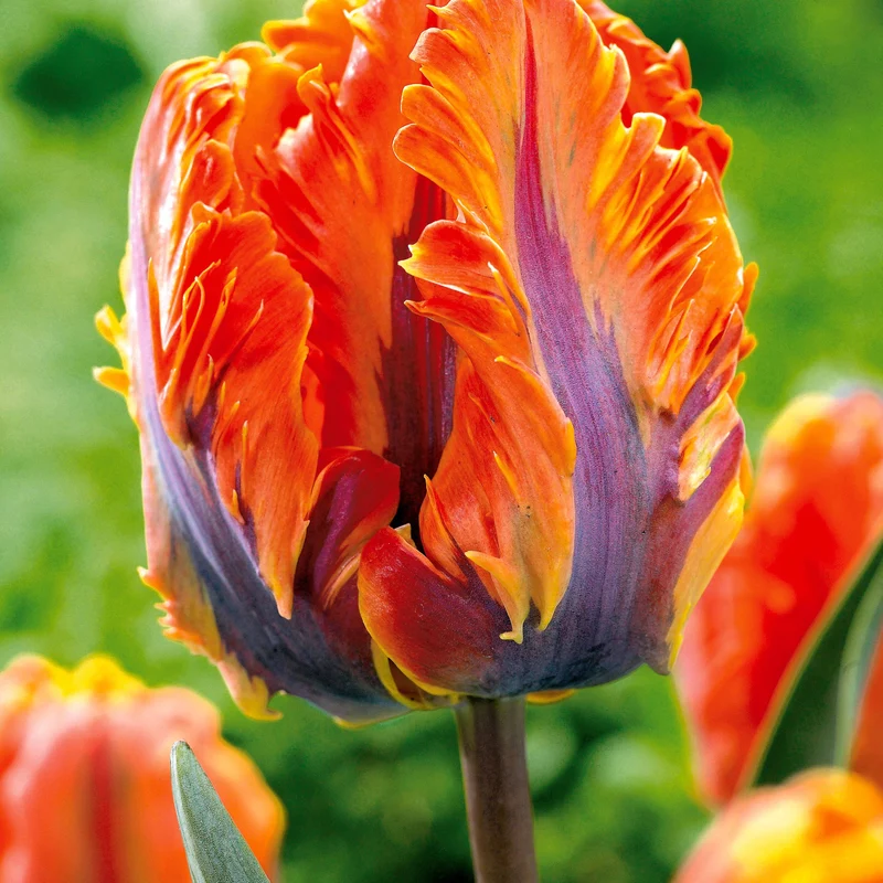 Collection de 24 Tulipes perroquet