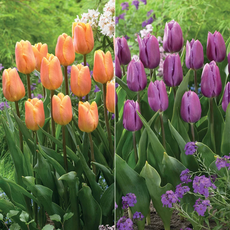Collection de 20 Tulipes triomphe Bellville et Blue Beauty