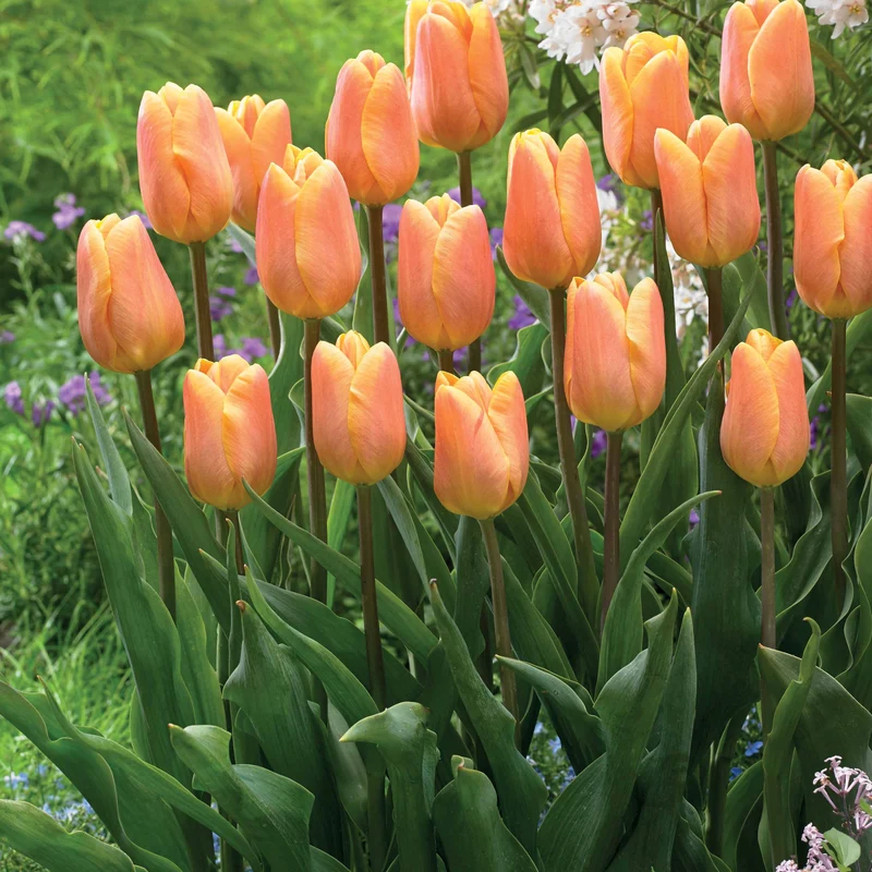 Collection de 20 Tulipes triomphe Bellville et Blue Beauty