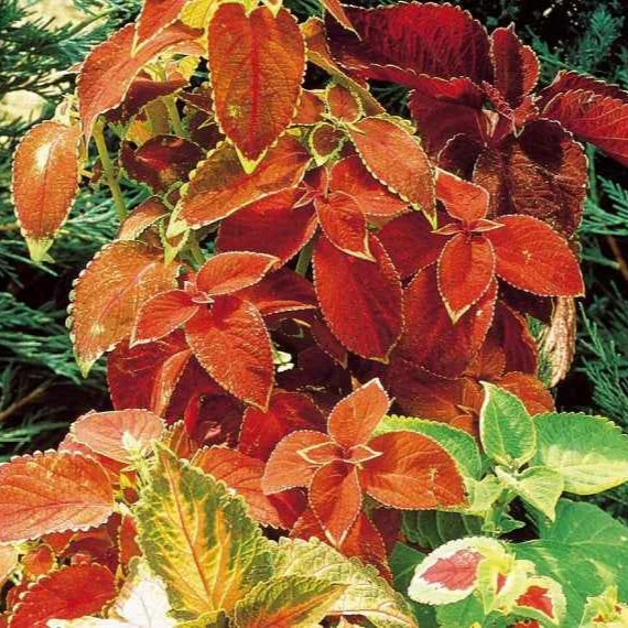 Coleus hybrides Rainbow en mélange