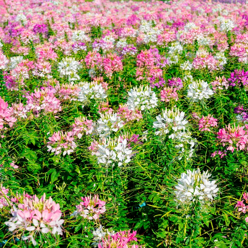 Cléome épineux Colour Fountain en mélange