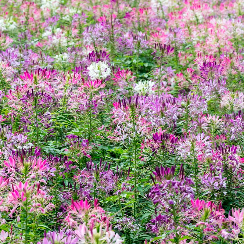 Cléome épineux Colour Fountain en mélange