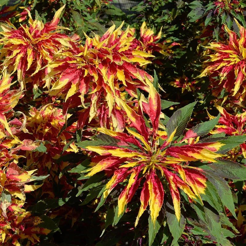 Amarante tricolore comestible Garden Select