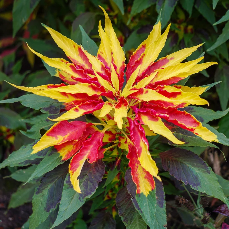 Amarante tricolore comestible Garden Select