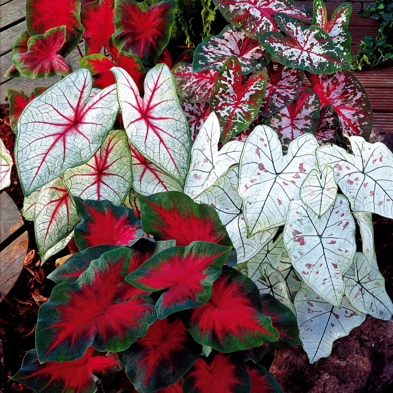 3 Caladiums en mélange