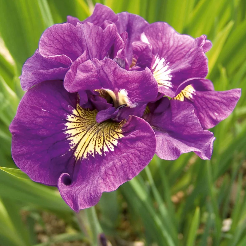Collection de 6 Iris de Sibérie