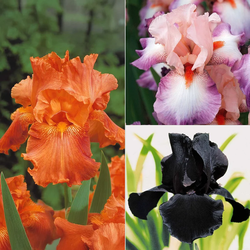 6 Iris de jardin noire, orange, rosé en mélange