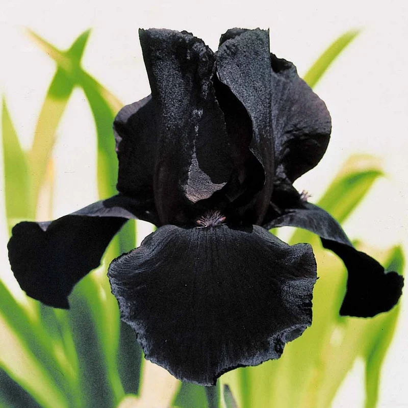 6 Iris de jardin noire, orange, rosé en mélange