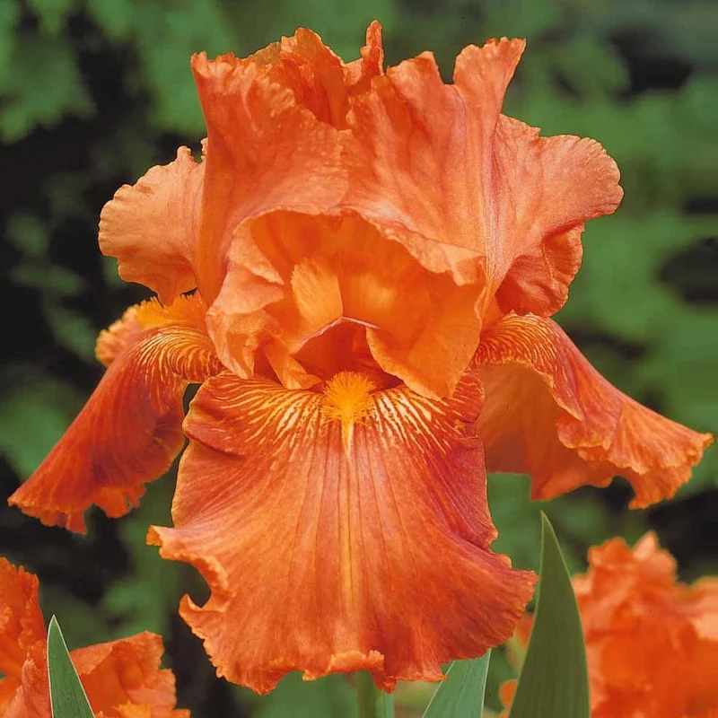 6 Iris de jardin noire, orange, rosé en mélange