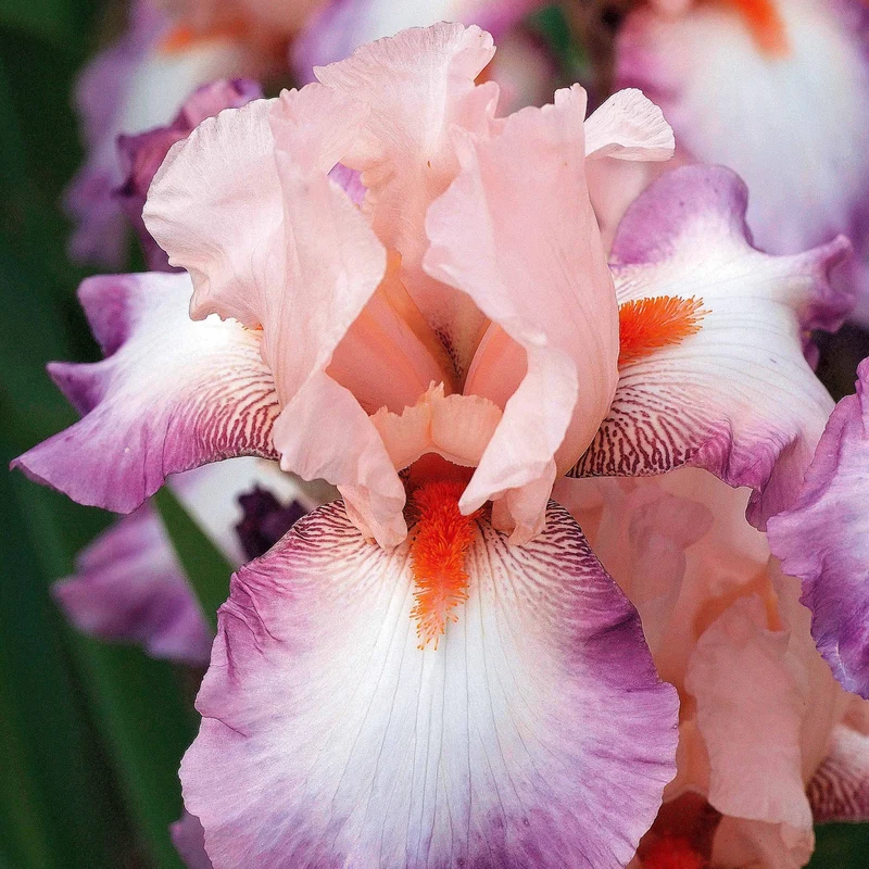 6 Iris de jardin noire, orange, rosé en mélange