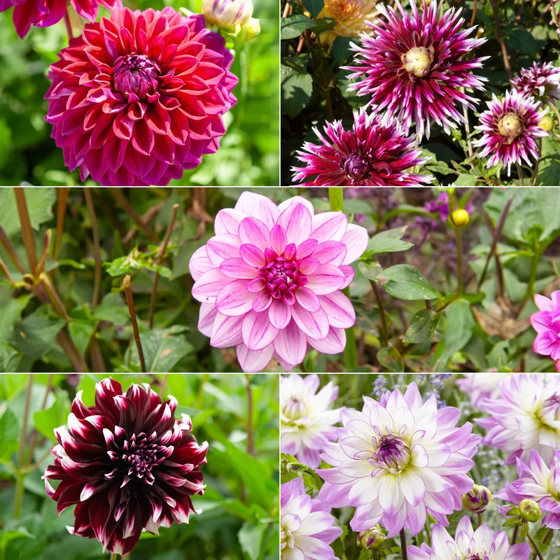 5 Grands Dahlias en mélange