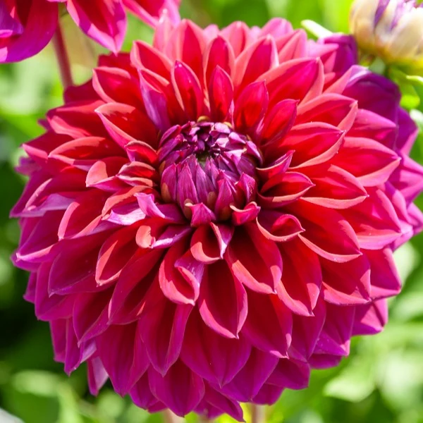 5 Grands Dahlias en mélange