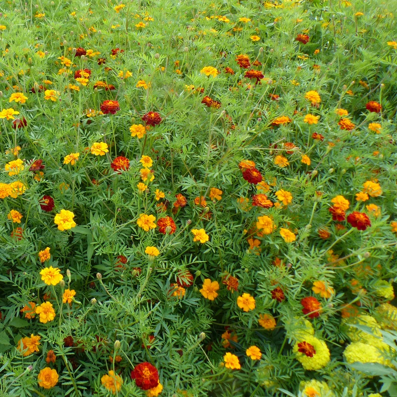 Graines d'oeillets anti-nématodes en mélange