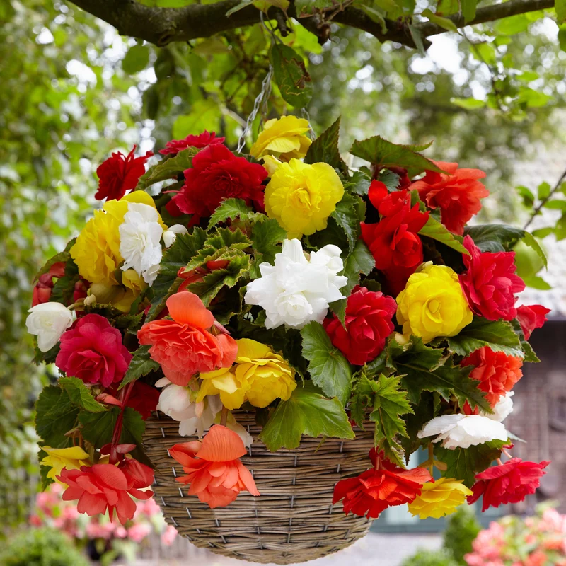 Bégonias retombants à grosses fleurs en mélange