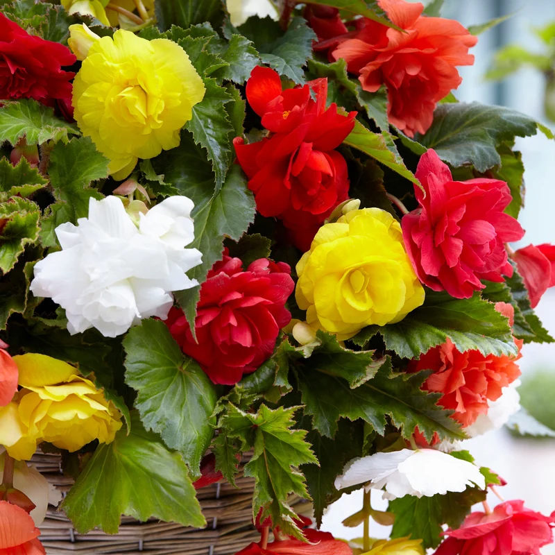 Bégonias retombants à grosses fleurs en mélange