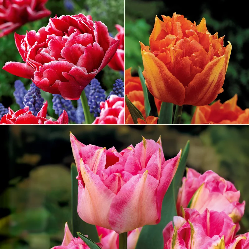 Collection de 25 Tulipes doubles Murillo