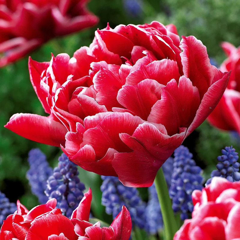 Collection de 25 Tulipes doubles Murillo