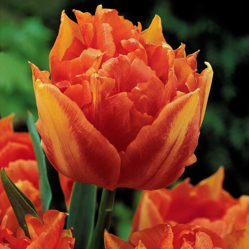 Collection de 25 Tulipes doubles Murillo
