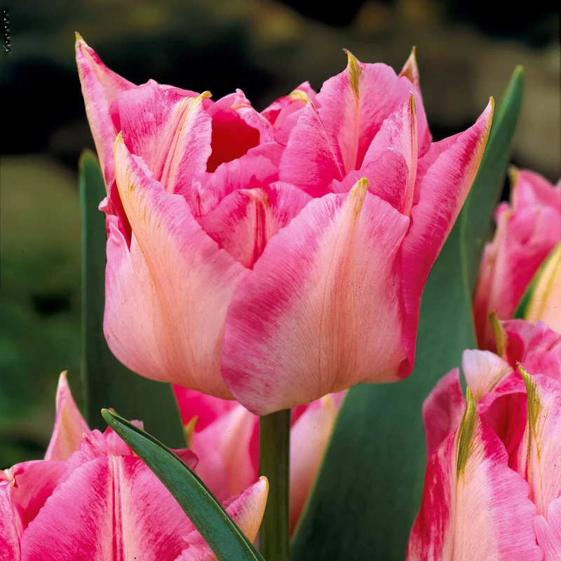 Collection de 25 Tulipes doubles Murillo