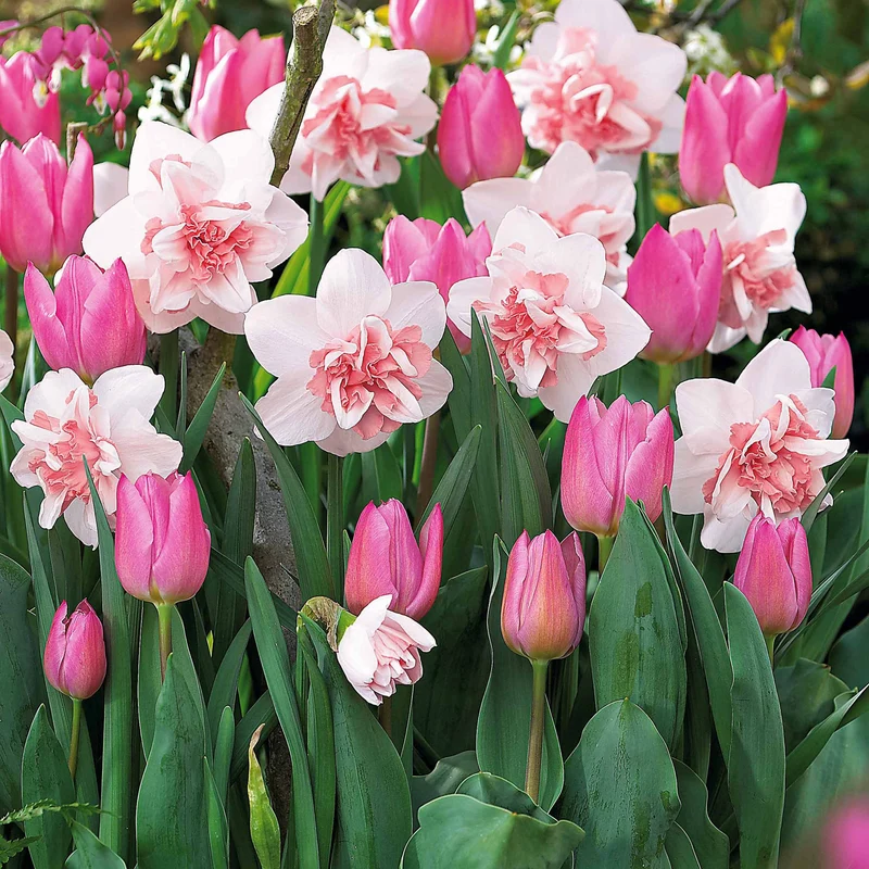 Collection de 15 Narcisses Replete et Tulipes Candy Prince