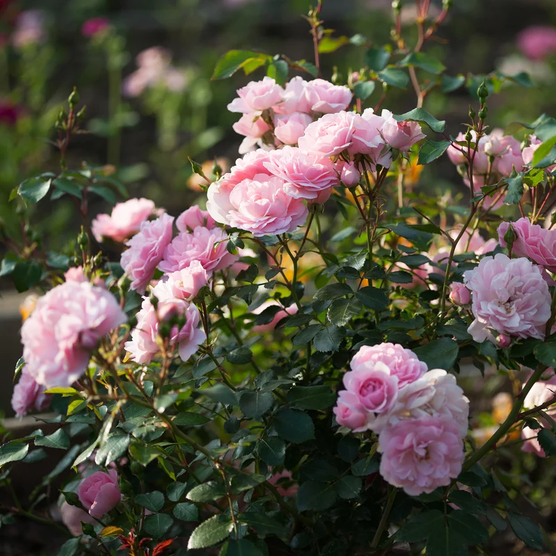 Rosier Bonica 82®