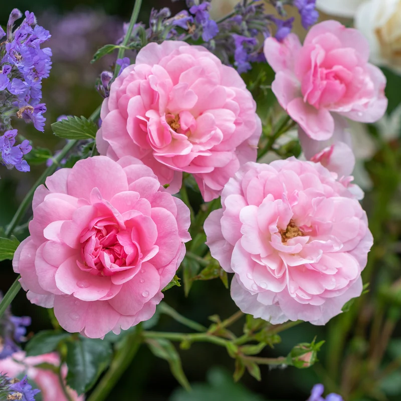 Rosier Bonica 82®